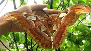  Bướm khổng lồ xuất hiện ở Sóc Trăng