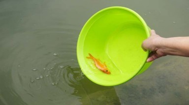 Người thả cá, người chờ sẵn... chích điện vợt cá!