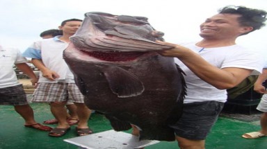  Khánh Hòa: Câu được cá mú đen nặng 35kg