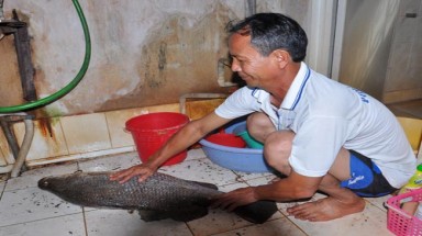  Câu được cá chẽm lớn trên sông Vàm Cỏ Tây