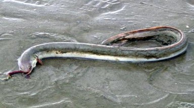   Hà Tĩnh: Bắt được cá chình dài 1,3m