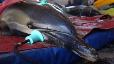  Mỹ: Giải cứu cá heo mắc cạn