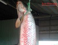 An Giang: Bắt được cá huyết rồng nặng gần 70 kg