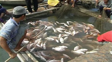  Sông La Ngà: Cá chết hàng loạt