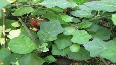 Cà gai leo chữa ung thư chỉ là tin đồn