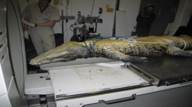   Cá sấu đầu hình búa chết hàng loạt ở bờ biển Fiji