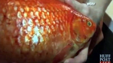  Cá vàng khổng lồ nặng 1,4kg