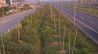 Hàng vạn cây dọc đại lộ Thăng Long "chết đứng"