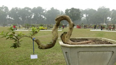 Cây cảnh "quý hiếm" chào xuân Quý Tỵ 2013