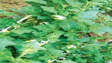  Hải Phòng: Tận thu cây hoang để... bán cho thương lái