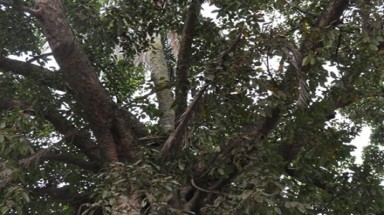 Kỳ lạ cây dừa "mọc" từ ngọn đa
