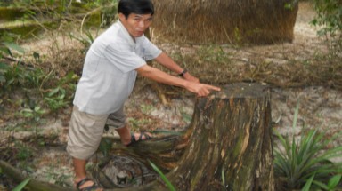 4 năm kiện tụng vì cây dương liễu trị giá... 400.000 đồng  