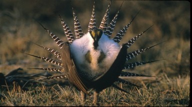   Loài chim "đặc biệt" Ngải Thảo Tùng Kê sắp biến mất
