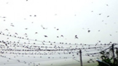  Hàng chục ngàn con chim én xuất hiện ở Đồng Tháp