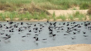  Phú Yên:hàng nghìn con chim quý bỗng biến mất