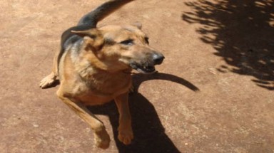   "Tứ đại quốc khuyển" của Việt Nam