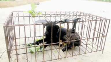 Tiêu diệt 22 con chó lạ vùng biên
