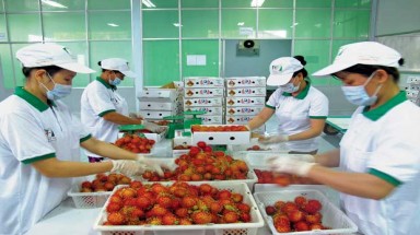 Chôm chôm ở Bến Tre được chứng nhận GlobalGAP
