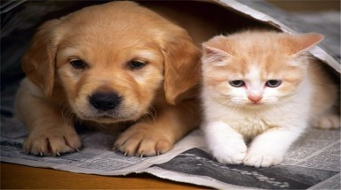 Chó, mèo chết phải báo tử với phường, xã