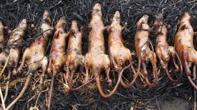 Cuối năm đi ăn thịt chuột