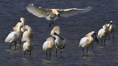  Cò mỏ thìa mặt đen bay xa ngàn dặm
