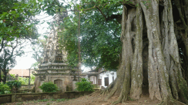 Kỳ bí cây thị "tiêu diệt" mọi xe ủi lại gần