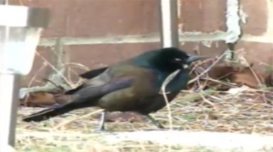  Hàng loạt chim rơi đêm giao thừa