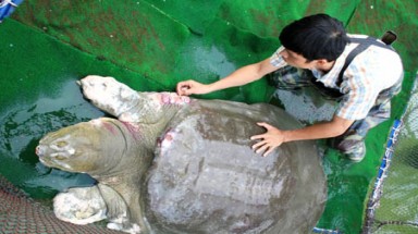  Chuyện mới kể về... cụ Rùa