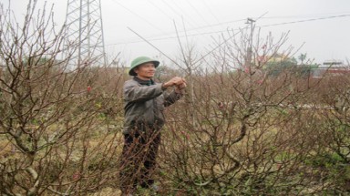 Dịch vụ cho thuê đào Tết lên ngôi