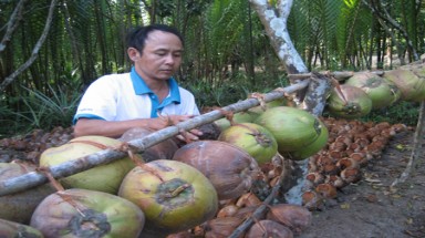 Người ươm đặc sản dừa sáp