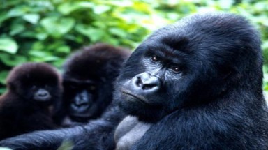  10 loài động vật có nguy cơ tuyệt chủng trong năm 2012