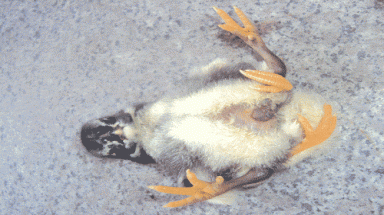   Đổ xô xem gà 4 chân ở Quảng Ngãi