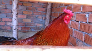     Gí súng diệt gà