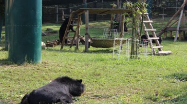     Ai sẽ cứu Trung tâm Cứu hộ gấu?