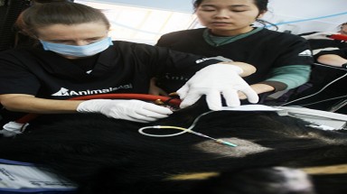  Vườn quốc gia Tam Đảo:  xem gấu được “trả lương”