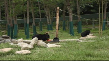     Vụ trung tâm cứu hộ gấu Tam Đảo: Có dấu hiệu tư lợi