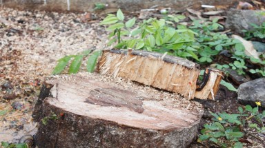  Đề nghị cách chức lãnh đạo VQG Phong Nha - Kẻ Bàng