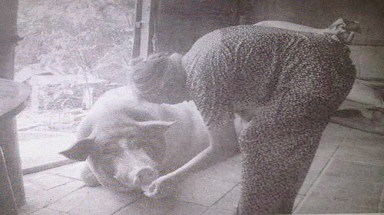 Rùng rợn chuyện heo "thành tinh" báo oán