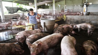  Đồng Nai còn nhiều trang trại chăn nuôi chưa tuân thủ bảo vệ môi trường 