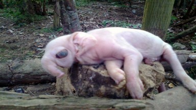 Những chuyện lạ về heo cực kỳ "hi hữu" ở Việt Nam