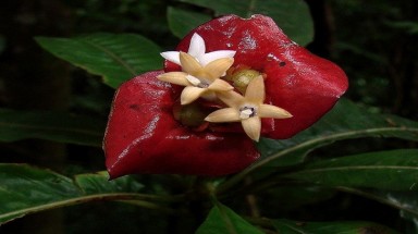 3 loài cây đặc biệt "giống y" con người