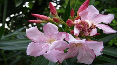Những loài hoa đẹp nhưng "độc" gây chết người