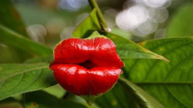 Hoa có hình đôi môi kỳ lạ