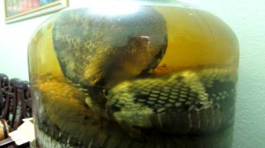  Săn hổ chúa dài 7m để...ngâm rượu