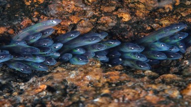  Những họ động vật xứng danh nhà siêu thám hiểm