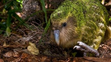   Loài vẹt "khổng lồ" và lười biếng nhất