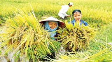  Hướng đến nền nông nghiệp xanh