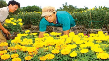 Nông dân ĐBSCL đón tết sung túc