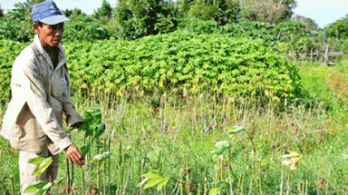   Khoai lang lụi tàn vì thương lái Trung Quốc