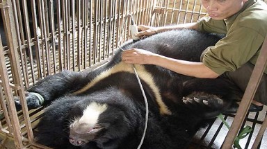 Có thể bị bục dạ dày, vỡ mạch máu vì uống mật gấu